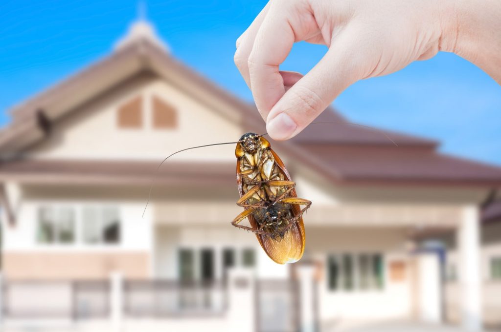 pest control services for cockroaches